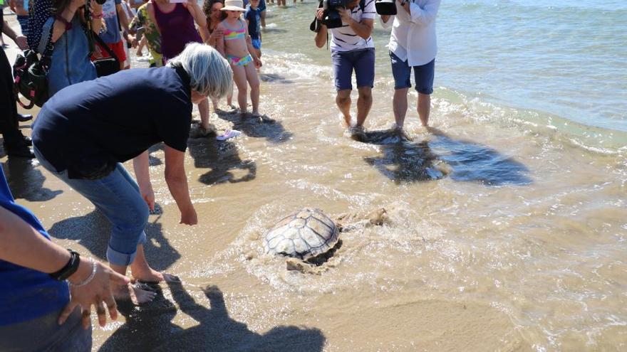 Un momento de la suelta de la tortuga en la playa la Concha de Orpesa