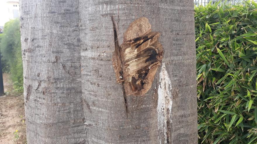 Alaquàs lamenta los actos vandálicos ocasionados sobre varios árboles