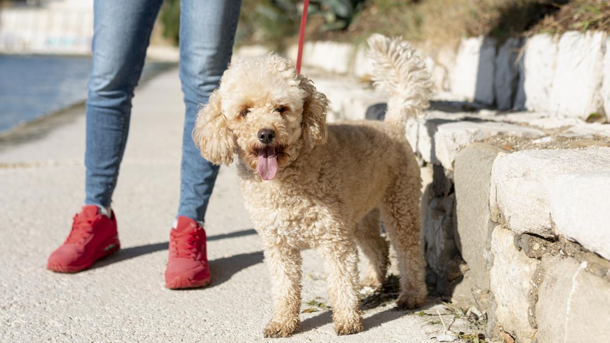 Caniche: una de las razas de perros más comunes