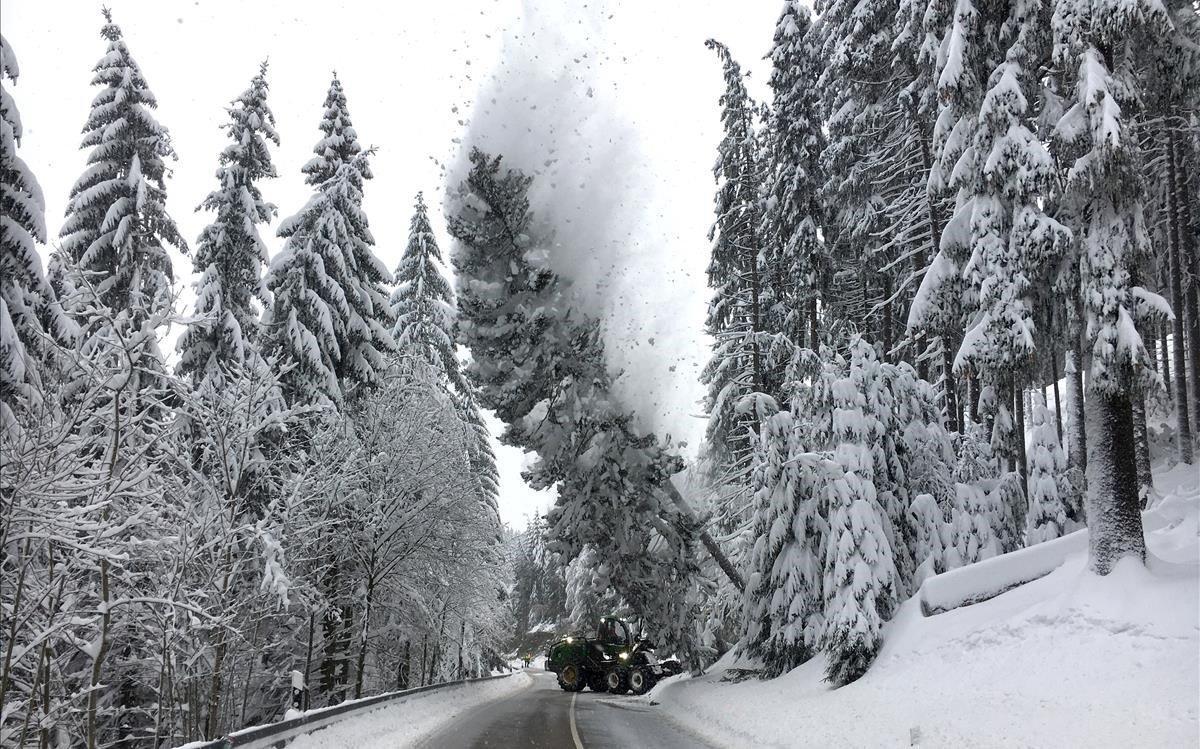 Unos trabajadores tiran un árbol cubierto de nieve en una carretera local cerca de Altenberg, Alemania.