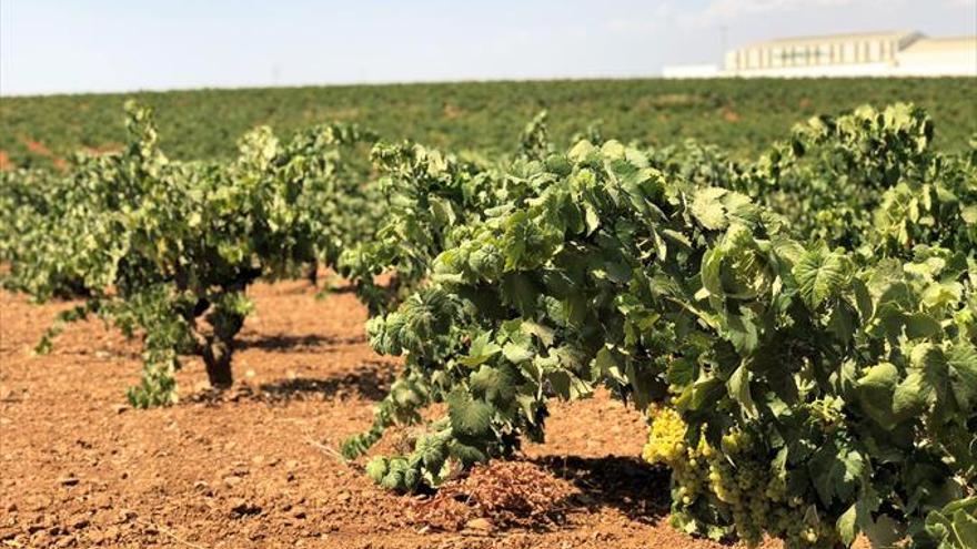 La vendimia comienza con una bajada de la producción pero más calidad en la uva