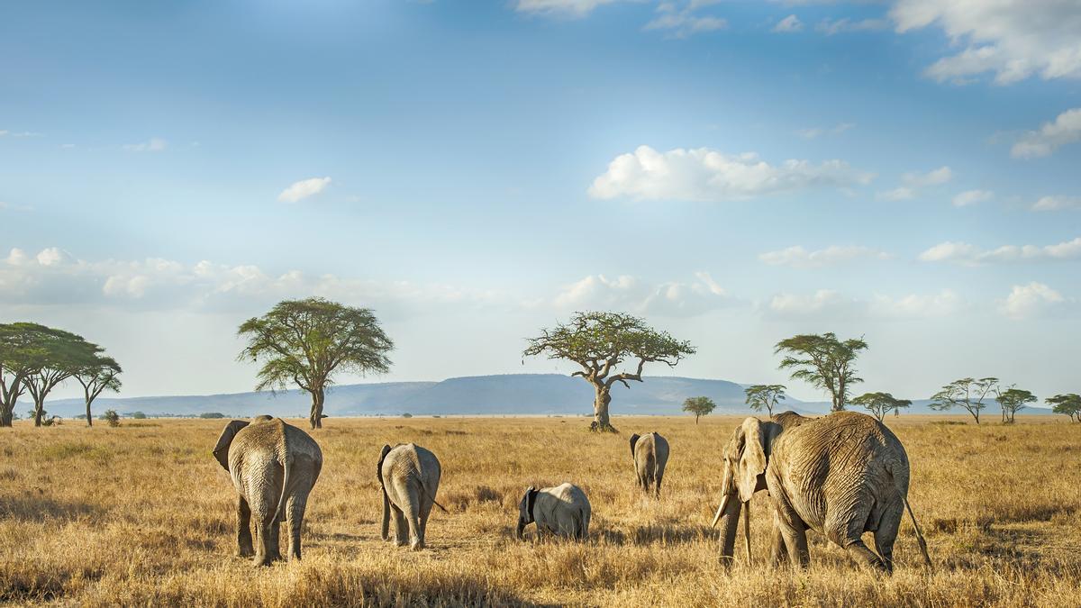 Cinco países se unen para crear el Edén africano donde el elefante es el protagonista