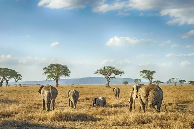 Cinco países se unen para crear el Edén africano donde el elefante es el protagonista