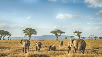 Cinco países se unen para crear el Edén africano donde el elefante es el protagonista