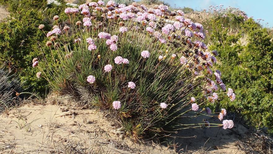 Un estudio de la UDC logra que se incluya la “Herba de namorar” en el Atlas de Genoma de la Biodiversidad Europea