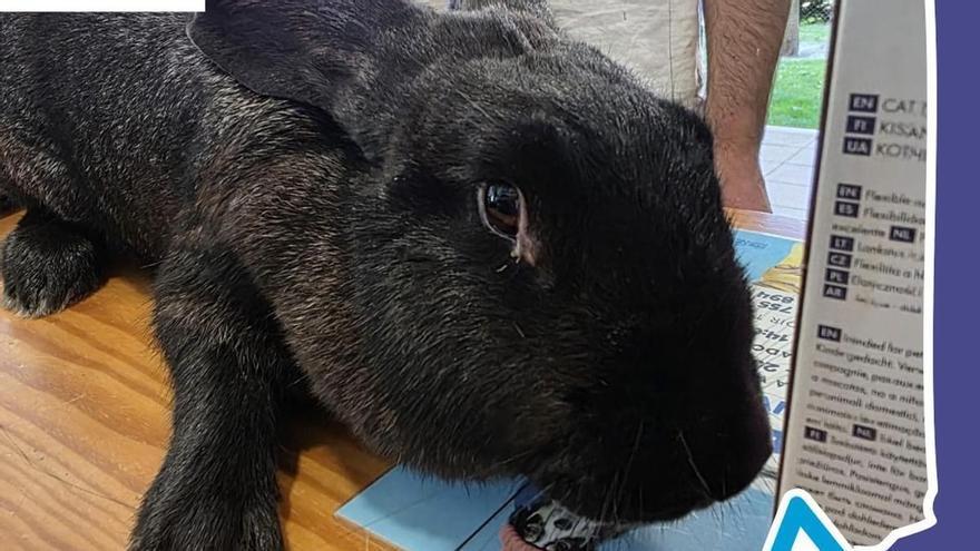 El Refugio de Cambados pide ayuda para identificar a una coneja encontrada en la calle