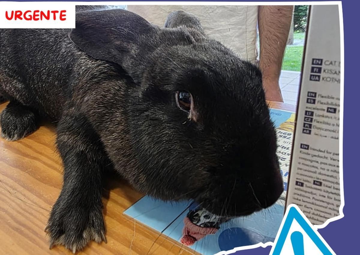 Imagen de la coneja difundida por el Refugio de Cambados.