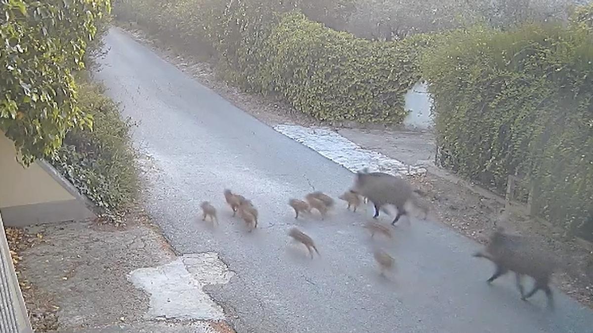 Una piara de jabalíes deambula por Bixquert