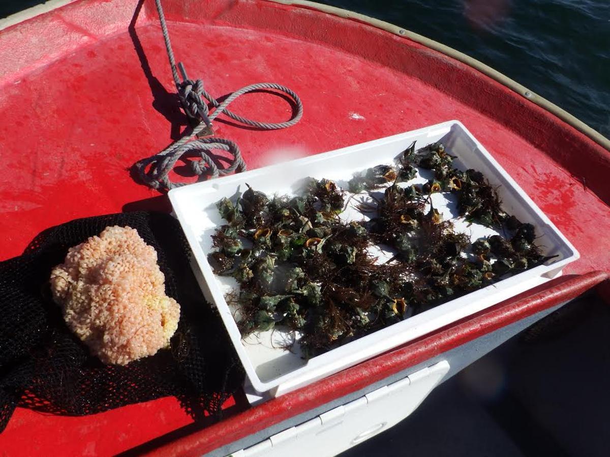 Especies invasoras recogidas en Arousa.