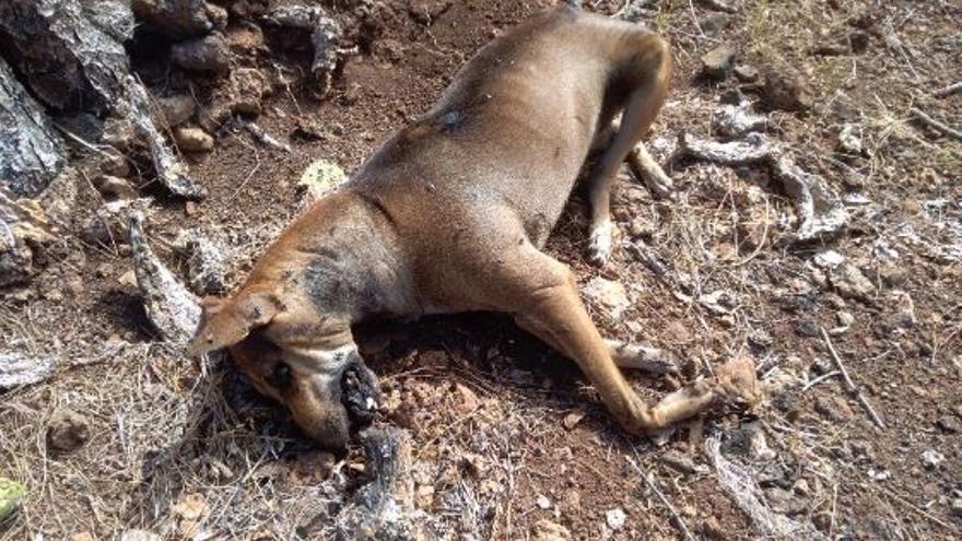 Uno de los animales envenenados en Puntagorda