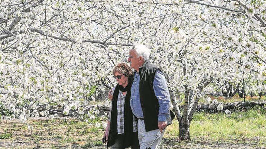 Suspendidos los actos del Cerezo en flor