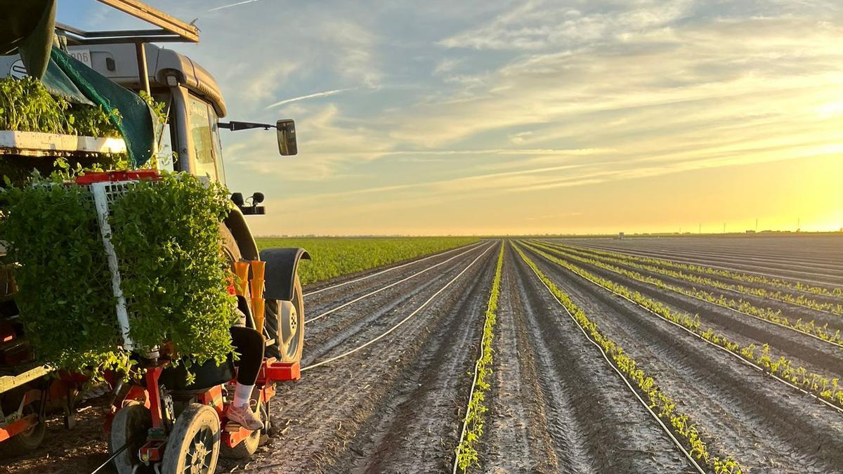 Plantación de tomate de industria en el Bajo Guadalquivir esta semana.