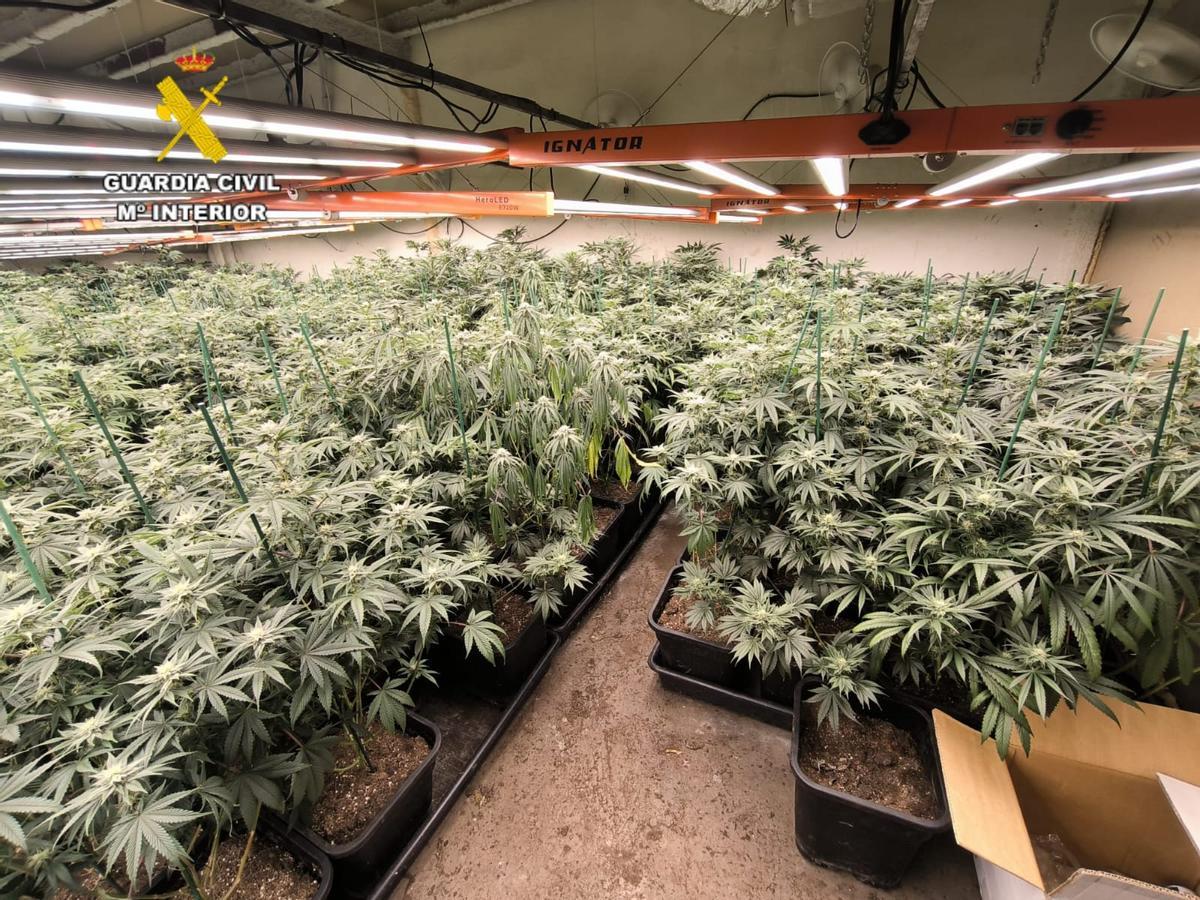 Una de las plantaciones.