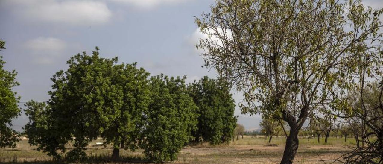 Terreno rústico próximo a Son Espases que formará parte de l futuro Parc Agrari de s’Horta de Dalt.  | B. RAMON