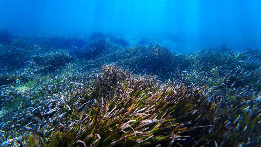 La posidonia es el organismo vivo más longevo del mundo. Algunos ejemplares tienen más de cien mil años de vida. | ISTOCK