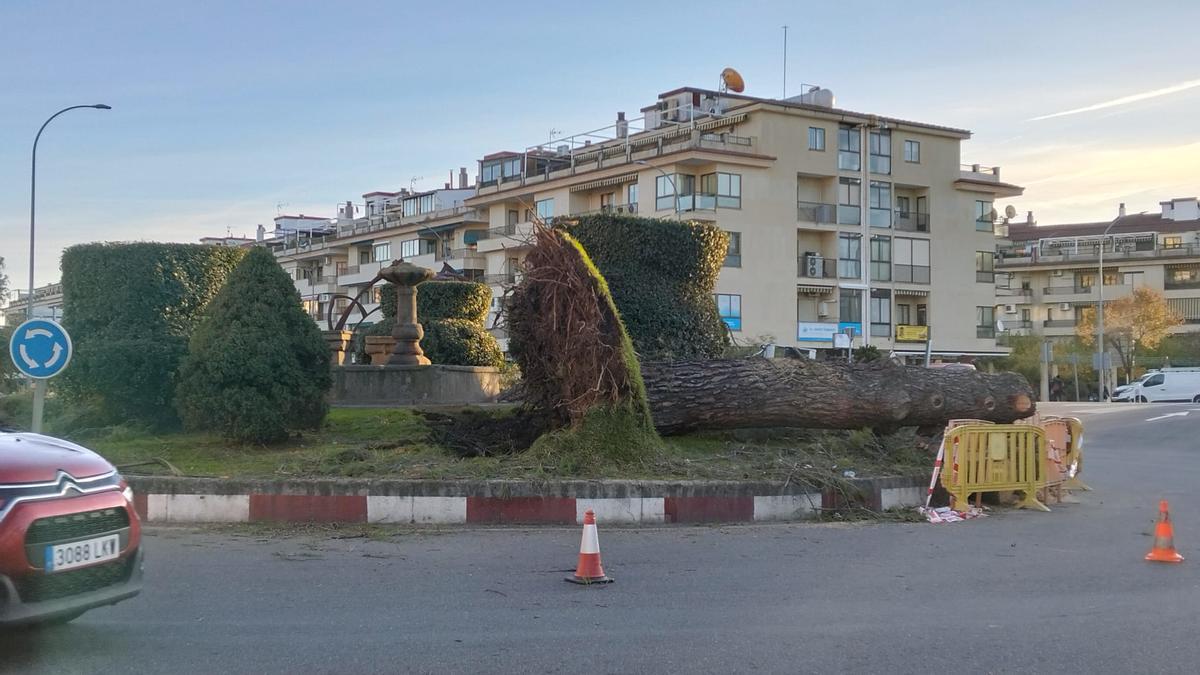 Las imágenes del árbol que continúa caído en la rotonda de los Alamitos de Plasencia