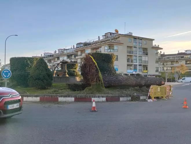Las imágenes del árbol que continúa caído en la rotonda de los Alamitos de Plasencia