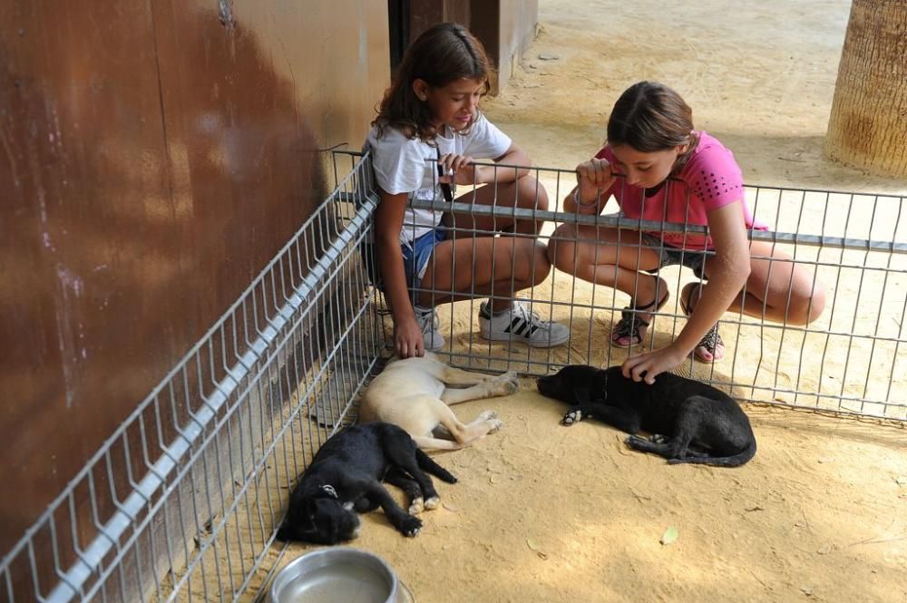 Muestra de mascotas en La Fama