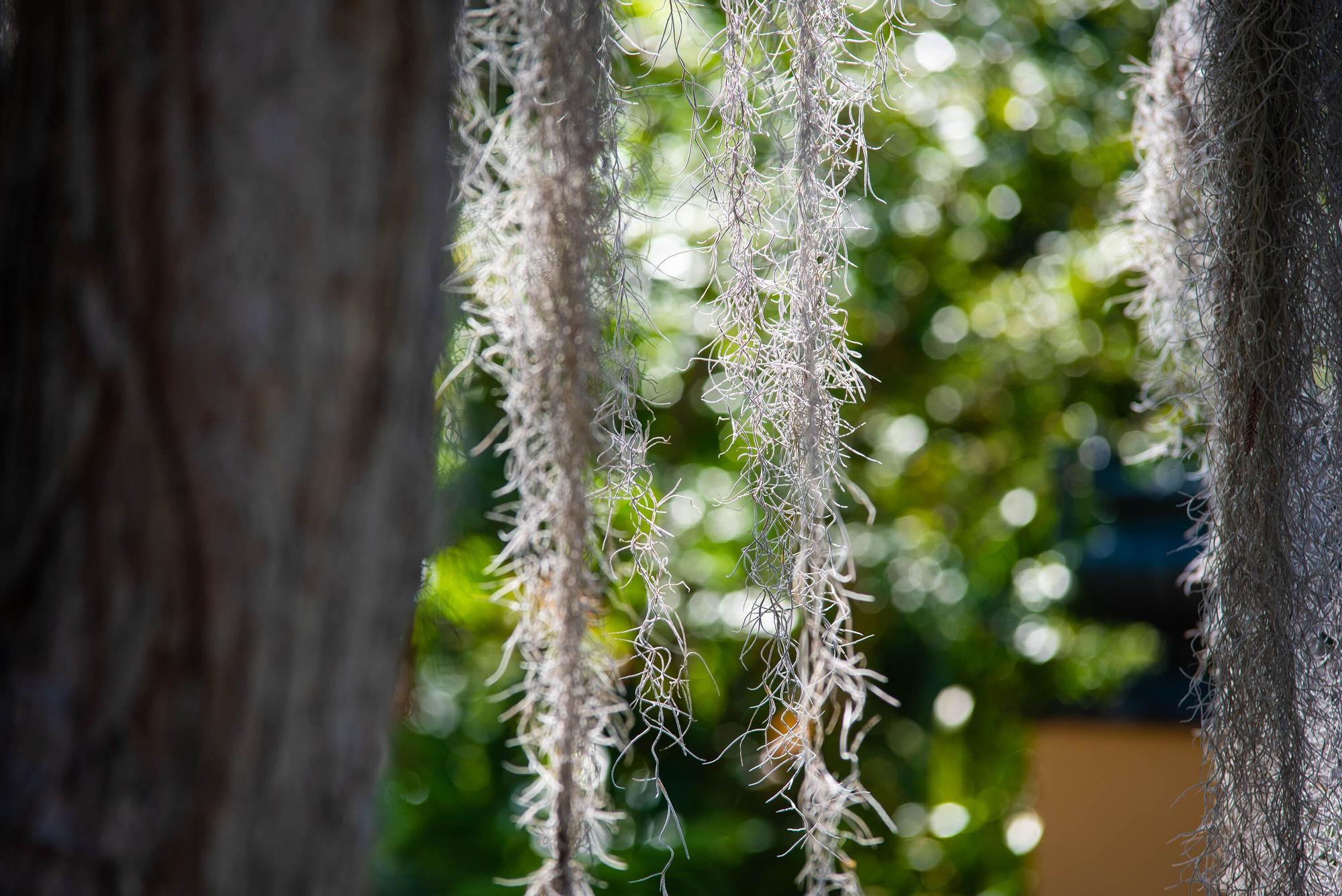 Reapertura Jardín Botánico