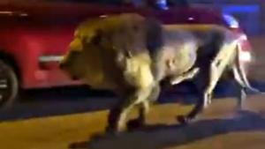 Un león se escapa de un circo en Roma y se pasea entre las casas