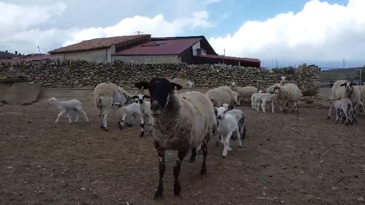 Vídeo: Una oveja tumba un dron de un cabezazo en una ganadería de Castellón