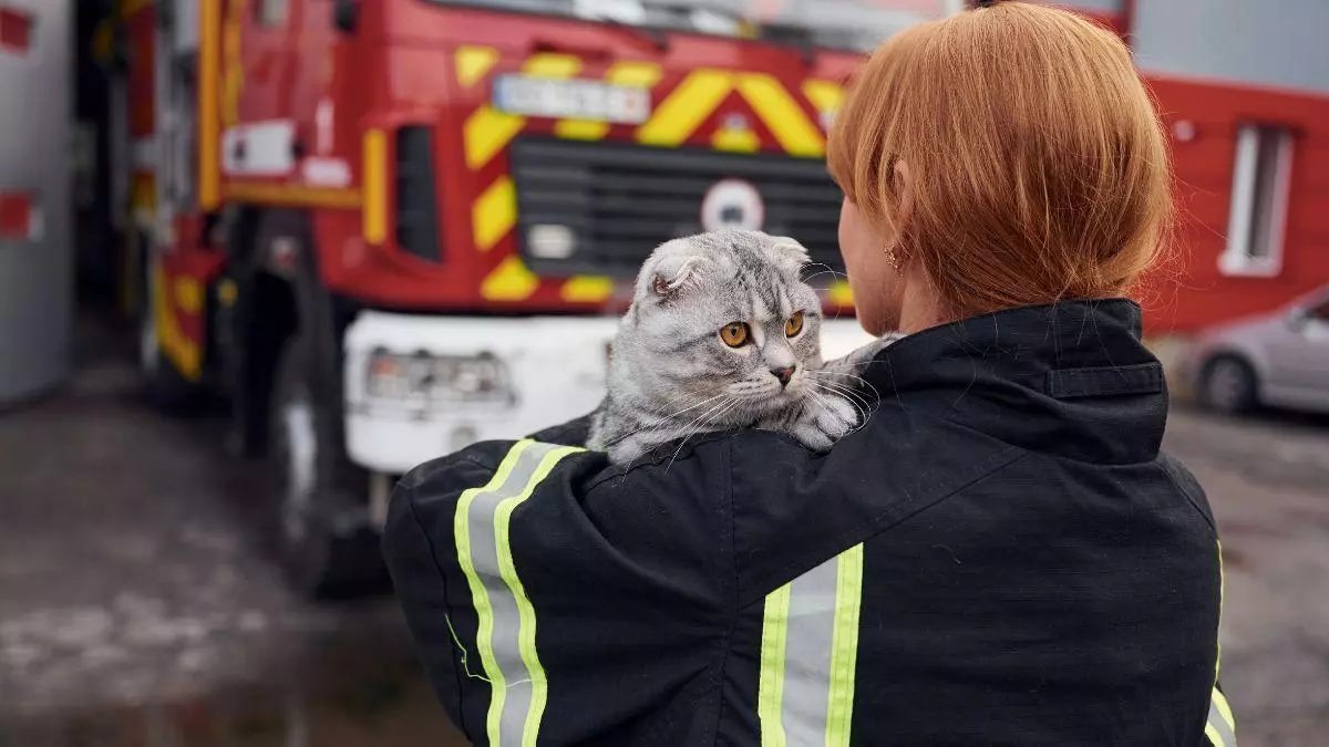 La Ley de Bienestar Animal ya lo exige: los planes de emergencia deben proteger también a las mascotas