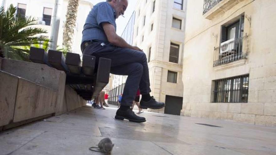 Un roedor pasa junto a un hombre que estaba sentado en la plaza de la Santísima Faz, en la parte de atrás del Ayuntamiento.