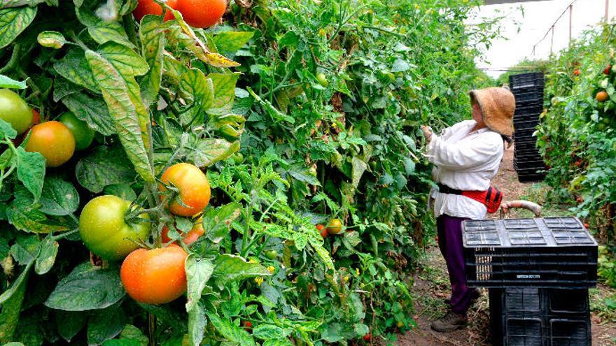 Una trabajadora del campo vigila unas tomateras en el Sureste grancanario.