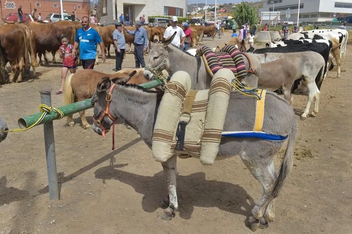 Muestra de ganado por las fiestas de San Juan