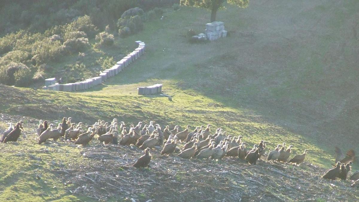 Grupo de buitres (leonados y negros) al amanecer tras un día de montería 