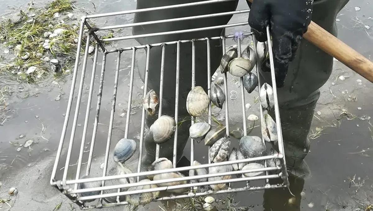 La selección de individuos reproductores.