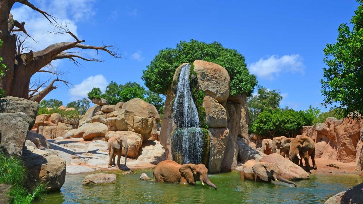 Bioparc Valencia ofrece una vivencia diferente en cada visita.