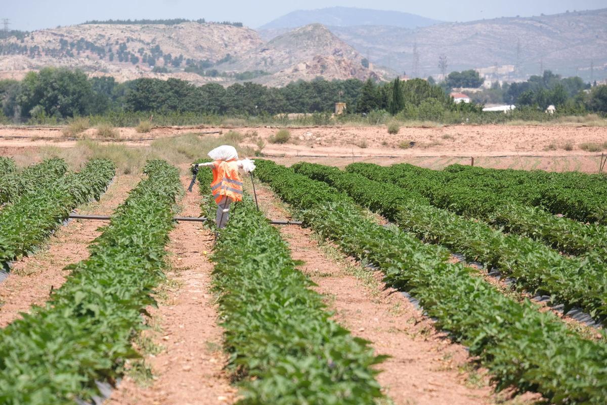 Un campo en la provincia de Alicante.