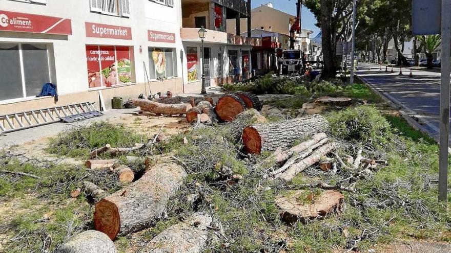 Prosigue la tala de los singulares pinos de la Avinguda Costa i Llobera de Artà