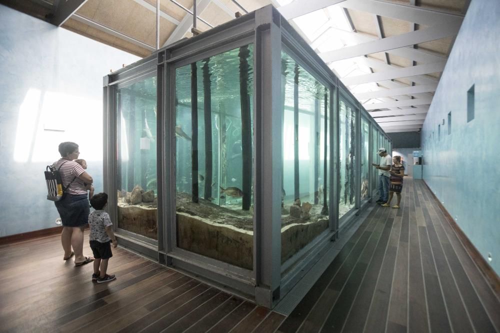 El acuario del Museo do Mar muestra a los visitantes cómo se alimenta a los peces.