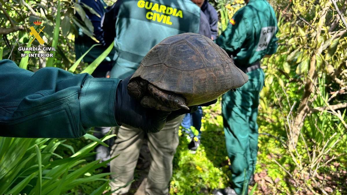 La Guardia Civil incautó también varios caparazones y una incubadora con huevos eclosionados, prueba de una posible cría ilegal de especies protegidas.