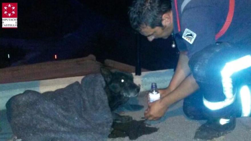 Rescatan a un perro lastimado y asustado debajo de un puente en La Pobla Tornesa