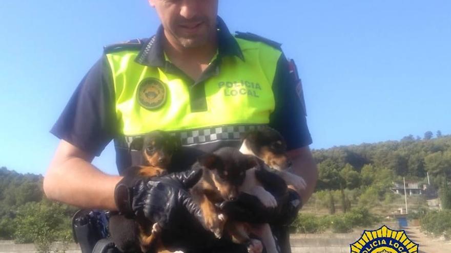 La Policía Local rescata a tres cachorros atrapados en una acequia en Betxí