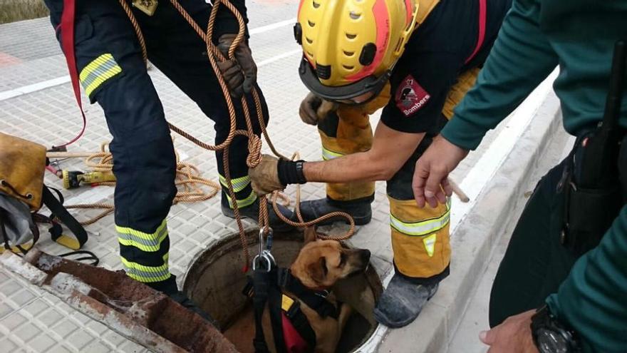 Los bomberos rescatan a un perro atrapado en el alcantarillado