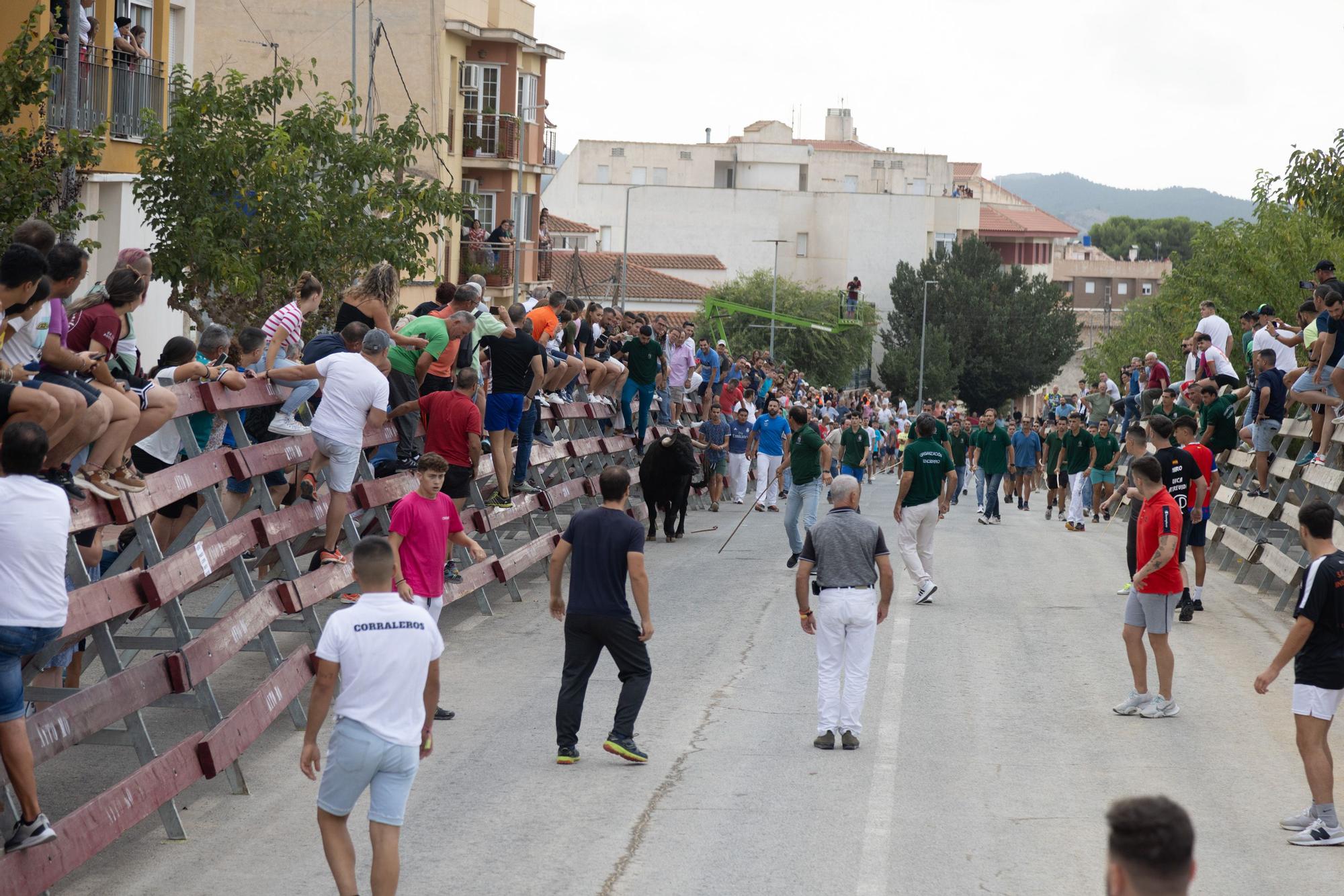 Tercer encierro de la Feria Taurina del Arroz en Calasparra