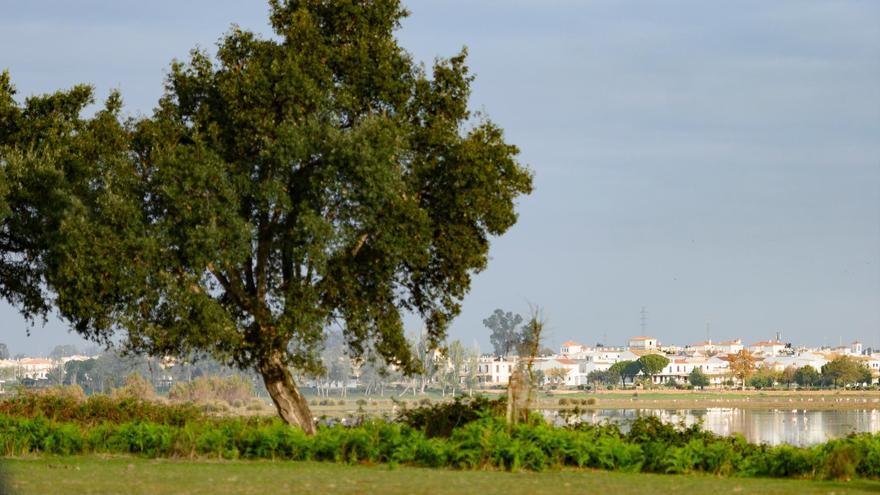 Vista de las marismas junto a la aldea de El Rocío en el Parque Nacional de Doñana hoy lunes, en una imagen de archivo. EFE/ Raúl Caro