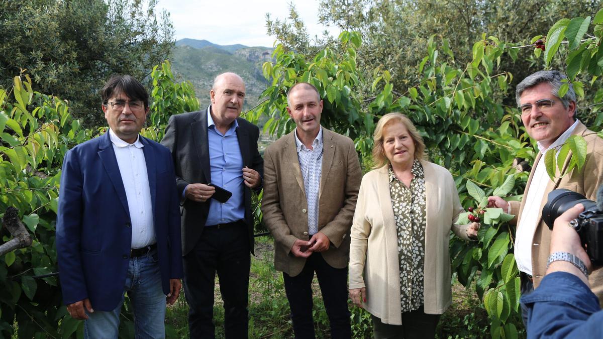 Con el tradicional corte de la cereza, arrancó oficialmente la campaña en la Montaña de Alicante 2025.