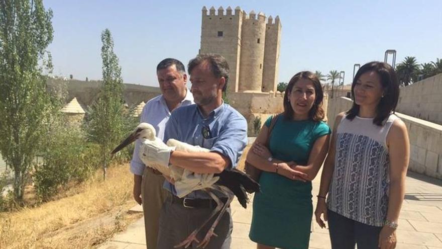 El consejero de Medio Ambiente libera una cigüeña blanca y cinco cernícalos