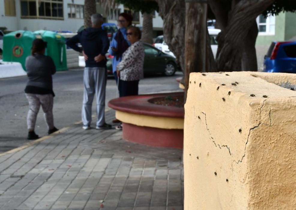 Plaga de moscas en la playa de Melenara.