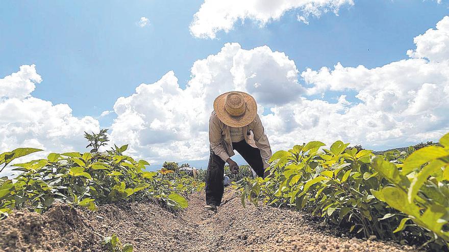 No són bons temps per al sector ecològic