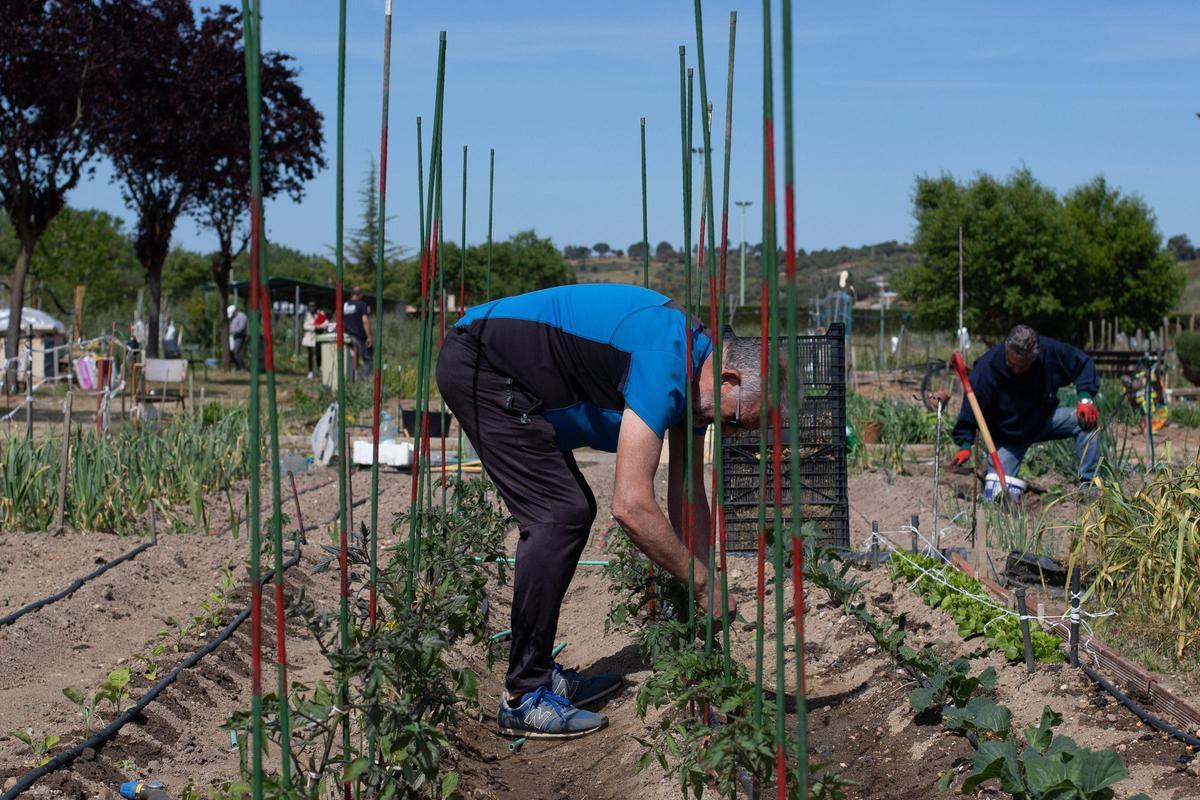 GALERÍA | Huertos municipales en Zamora: Creando comunidad entre tomates y cebollas