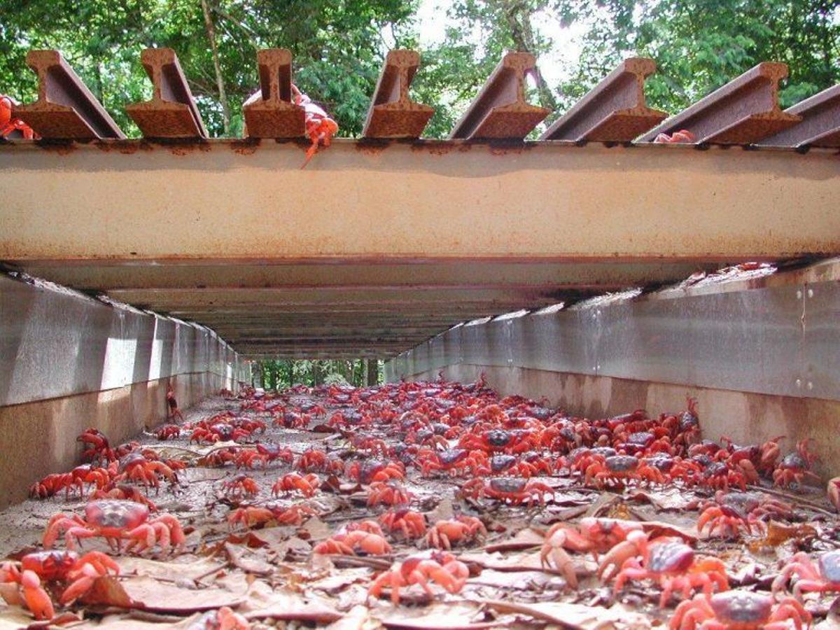 paso subterráneo para el cangrejo rojo