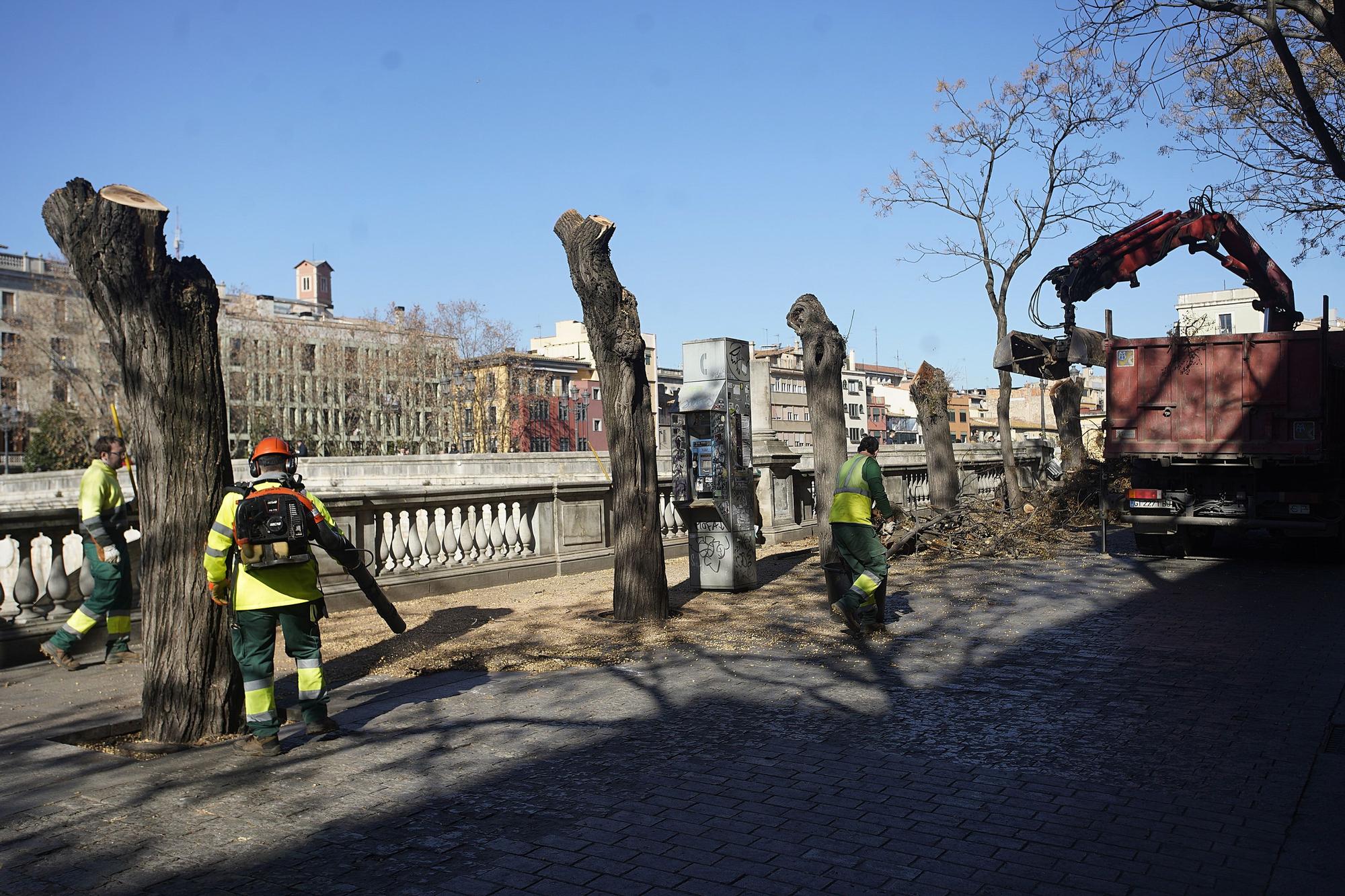 Talen cinc arbres a prop del pont de Pedra de Girona que podien caure