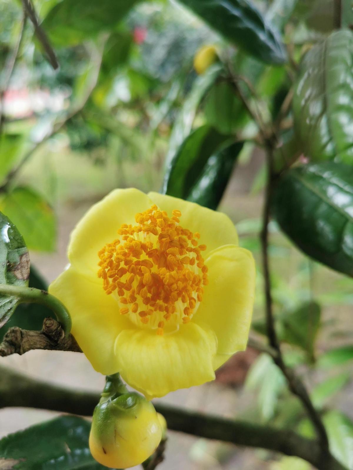La camelia nitidissima es uno de los ejemplares favoritos del padre de la familia, Ramón Abalo.