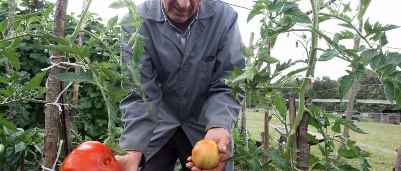 Manuel Castro compara, ayer, un tomate de tamaño medio con los grandes. // Bernabé/Cris M.V.